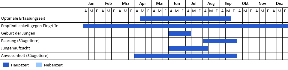 Phaenogramm_Kleinabendsegler